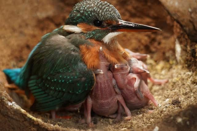 The brood of baby kingfishers are cared for by their parents