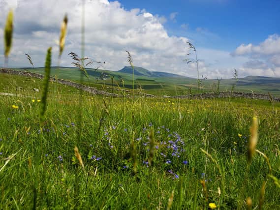 Wildflowers in the Dales on the hills above the village of Langcliffe close to Settle in the National Park with Pen-y-Ghent in the distance. Picture Tony Johnson