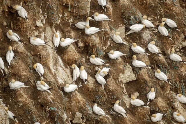 Gannets nest at Bempton Cliffs in Yorkshire, as over 250,000 seabirds flock to the chalk cliffs to find a mate and raise their young.