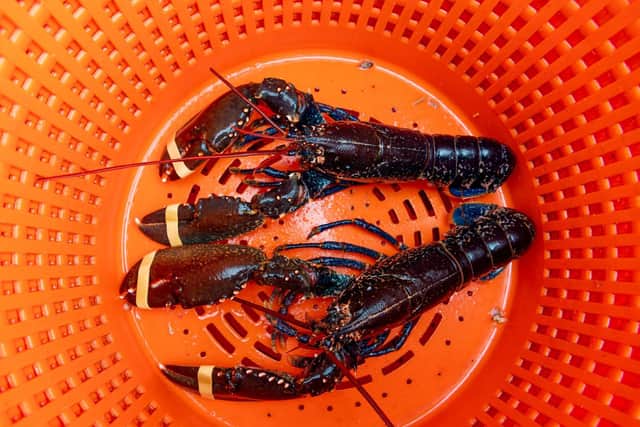 A pair of freshly caught lobsters
