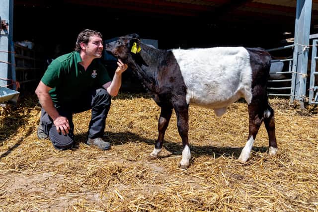 The Lakenvelder is a breed of dairy cow more usually found in the  USA
