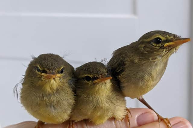 Richmond School and Sixth Form College students nurtured the tiny chicks for nine days.They named them Pumpkin, Rio and Smudge. Photo credit: Other