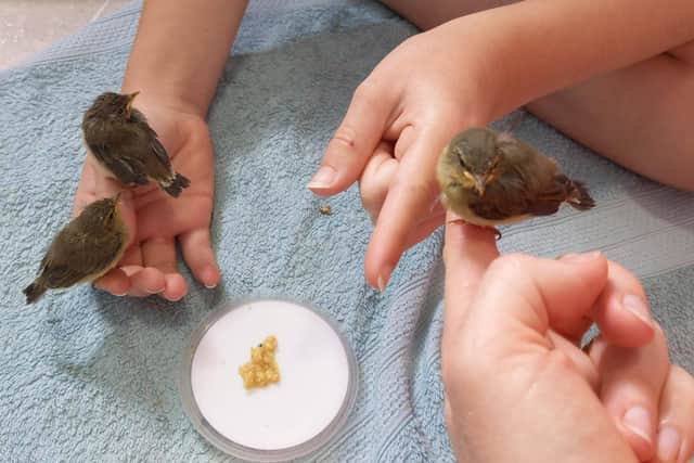The chicks were feedevery half hour to keep them alive with food taken from a small paintbrush and using a pipette to place tiny droplets of water onto the tip of their beaks.Photo credit: Other