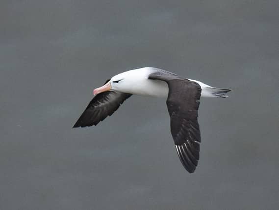 The albatross was photographed at Bempton Cliffs by birdwatcher Andy Hood