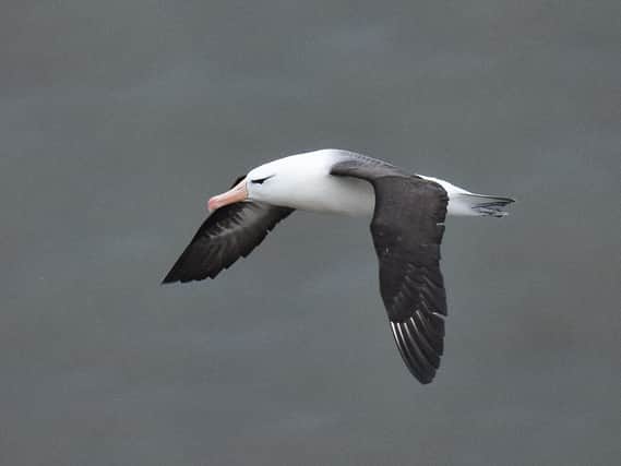 The albatross was photographed at Bempton Cliffs by birdwatcher Andy Hood