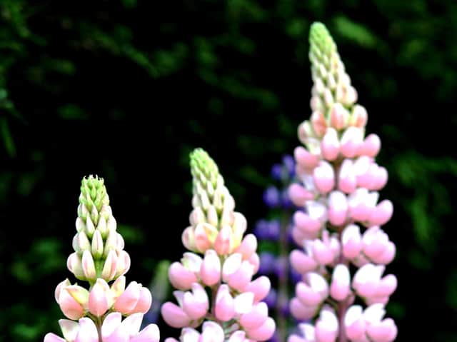 If you prune lupins now it will encourage further flowers.