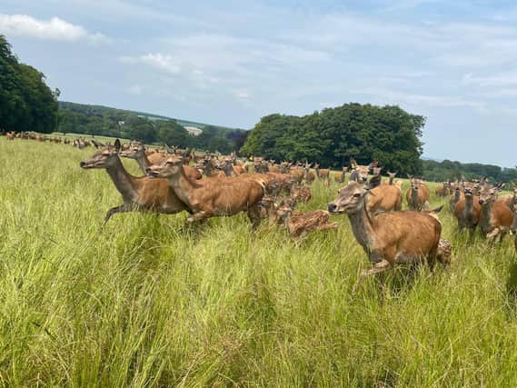 The unique annual deer safari is moving online for a virtual tour on the Sledmere social media channels on Friday 10 July. Photo credit: Sledmere House.