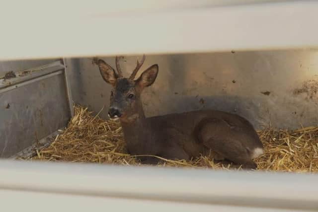 Viewers of This Week On The Farm will see the deer rescue.