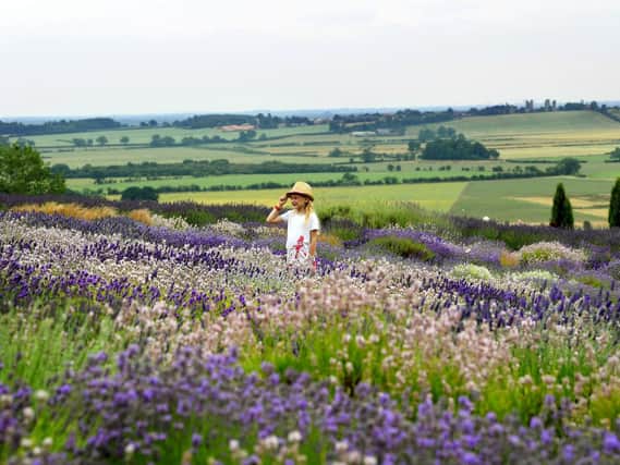 Yorkshire Lavender at Terrington