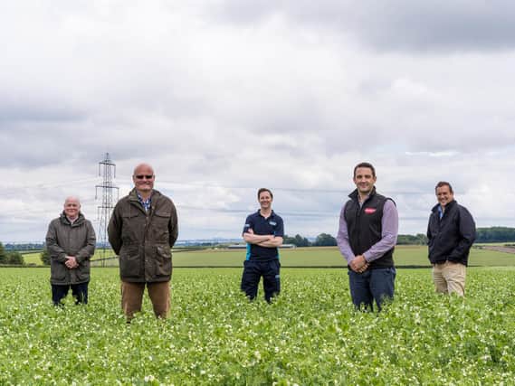 (L-R) Steve Cann, Director, Future Food Solutions; Andrew Walker, Asset Strategy Manager, Yorkshire Water; Lee Pitcher, Head of Partnerships, Yorkshire Water; James Hopwood, Agriculture Manager UK, Birds Eye, and; Paul Rhodes, Director, Future Food Solutions, stood among Birds Eyes peas on the East Yorkshire Wolds.