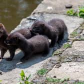 A mink family on the Rochdale Canal at Hebden Bridge