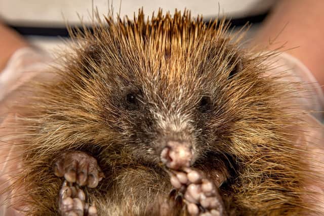 One of the hedgehogs at the Emergency Hedgehog Rescue at Bingley, West Yorkshire.