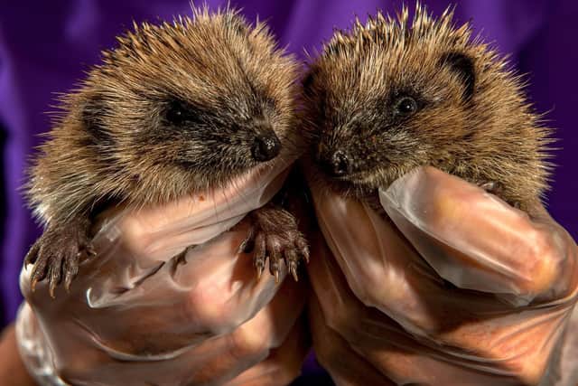 Hedgehogs Ginger and Rodger, who are two of the prickly residents at the Emergency Hedgehog Rescue at Bingley, West Yorkshire.