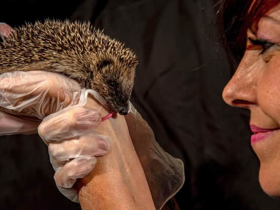 Volunteer Heather Hawkins with one of the hedgehogs at the Emergency Hedgehog Rescue at Bingley, West Yorkshire.