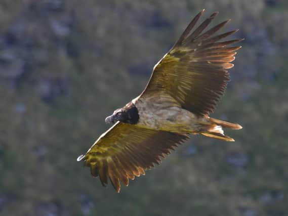The bearded vulture from the French Alps is thought to have been blown off course by bad weather