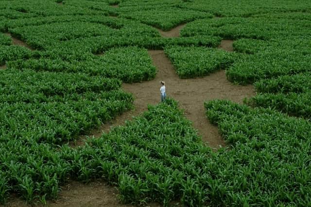 The Great Yorkshire Maze will 'crop up' at Sherburn, midway between Scarborough and Malton  Picture: Charlotte Graham