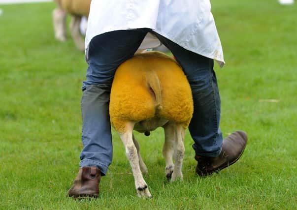 The Great Yorkshire show is being held virtually this year.