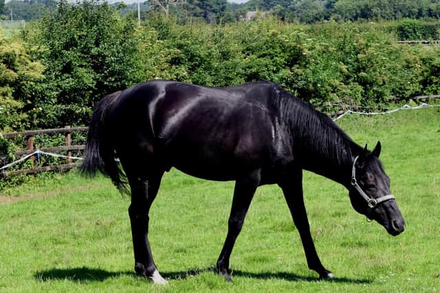Ritchie Fiddes'  stallion  Albaasil  one of only a few stallions in the North