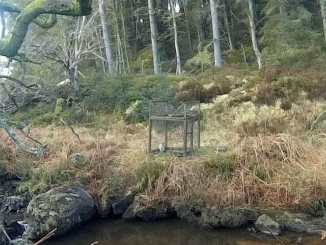 The footage shows the goshawk becoming caught in the trap