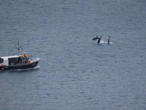 Cleveland Way walker Gail, from Liverpool, photographed the dolphins from the cliffs