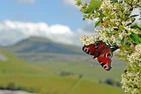 A Peacock butterfly with Ingleborough in the background.Picture: Tony Johnson.