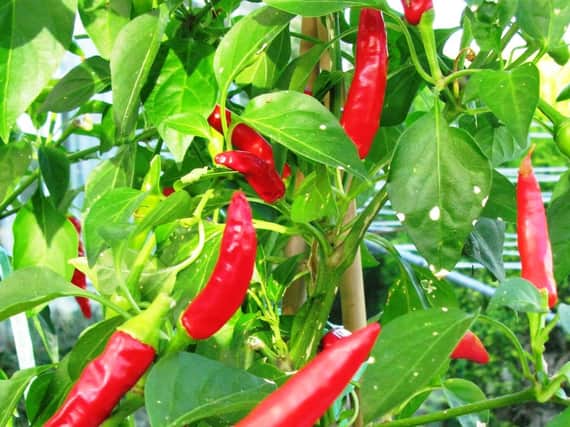 It's a good time to apply high-potash fertiliser on peppers.