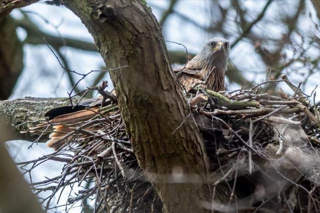 A nesting red kite. Picture: James Hardisty.