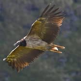 The Bearded Vulture has been living on the moors above Sheffield.