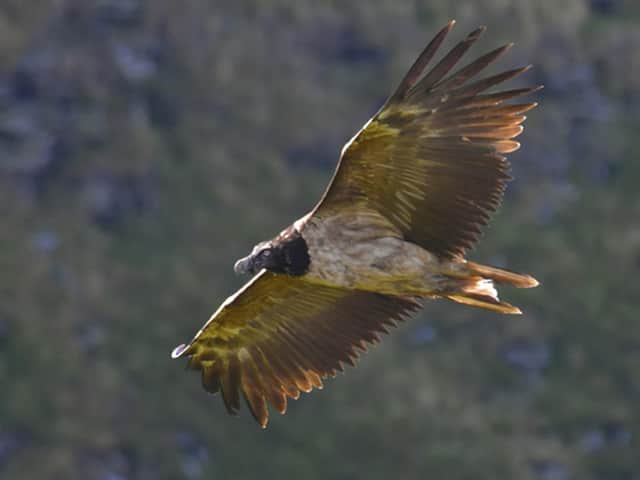 The Bearded Vulture has been living on the moors above Sheffield.
