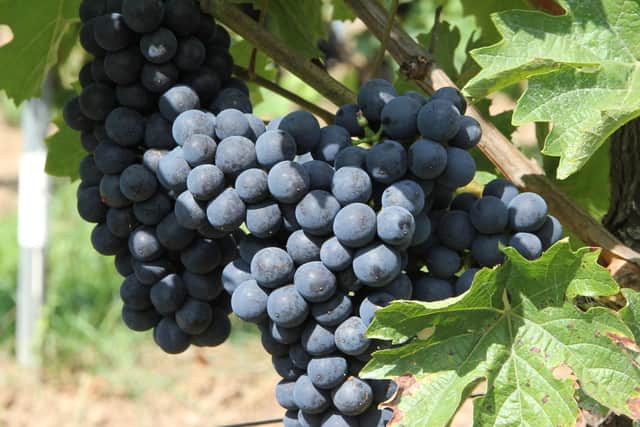 Sptburgunder, or Pinot Noir, grapes.
