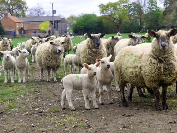 Ewes and lambs at David Beal's farm near Pickering, an example of Yorkshire's high food production standards. They suppliy meat to the Cedar Barn Farm Shop near Thornton Dale. Pic: Gary Longbottom