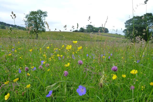 Species rich meadow in Teesdale. Image; North Pennines AONB