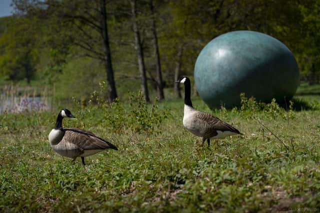 Wildlife reclaimed Yorkshire Sculpture Park during lockdown
