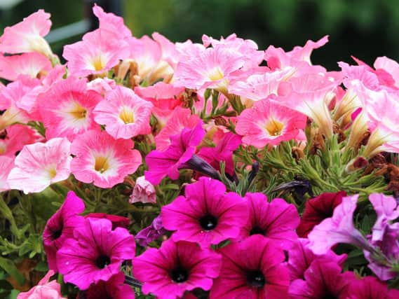 Now is a good time to deadhead bedding plants and perennial plants to stop them self-seeding.