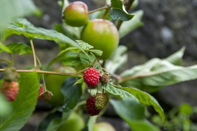 Incredible Edible Todmorden - raspberries and apples. Picture Tony Johnson