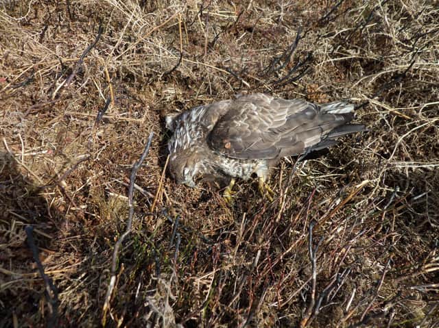 The dead buzzard found near Swainby