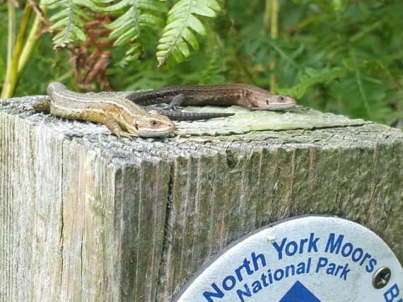 Park ranger David Smith spotted the lizards basking on a North York Moors National Park waymarker
