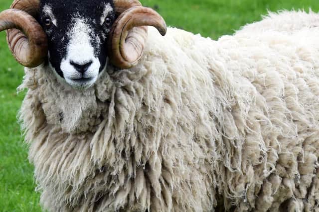 Dog owners must keep them on leads around sheep and other farm animals, police and farmers say
