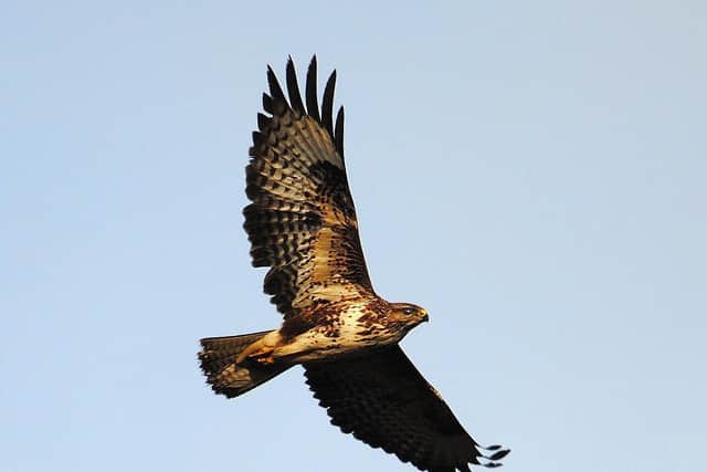 The same combination of pesticides found in the dog which died is often found in birds of prey which are found poisoned