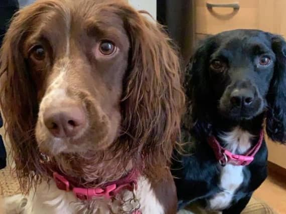 Molly died from ingesting the poison and Poppy was seriously ill