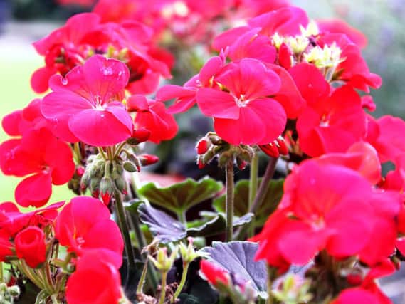 Now is a good time to take cuttings from tender perennials such as pelargoniums.