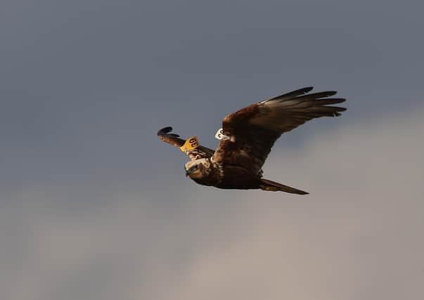 The plight of hen harriers continues to concern conservation campaigners in Yorkshire.