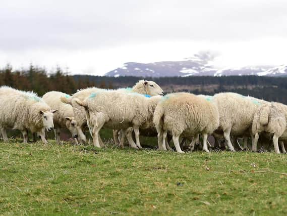 Sheep rustling rose almost 15% year-on-year at the height of the coronavirus pandemic, figures suggest