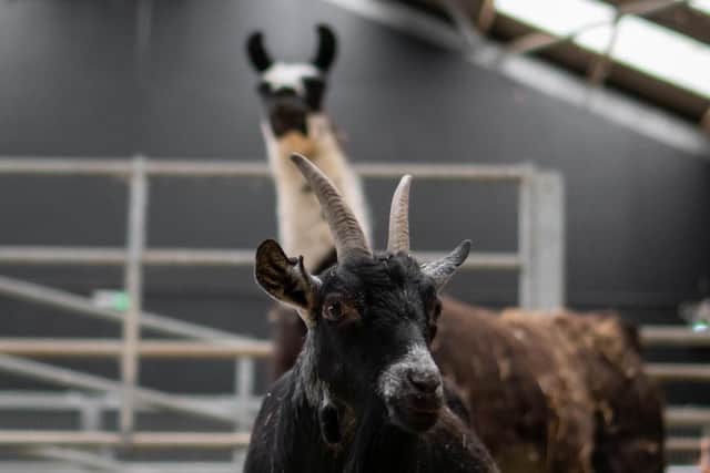 Philippa the goat has lived at the farm for quite a few years but whenever she was put back in with the goats shed make her escape to join her llama friends. Photo credit: Cannon Hall Farm