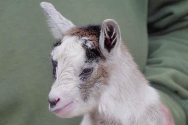 Picture,  Philippa the goat's new baby. Photo credit: Cannon Hall Farm