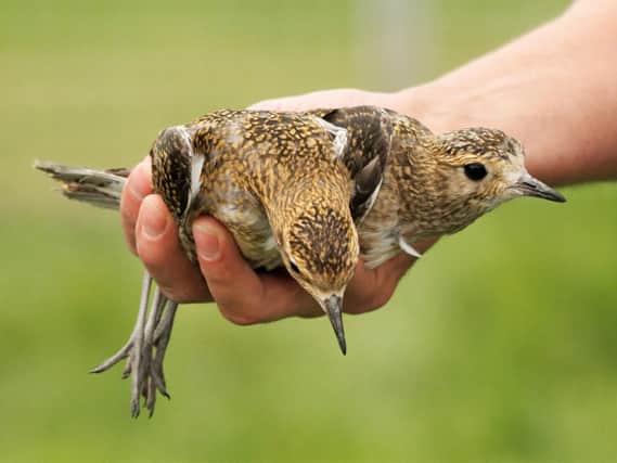 The golden plover chicks would not have survived if police had not raided the house and found them, the RSPB has said