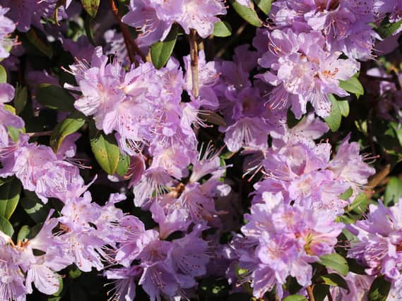 Watering rhododendrons can help next years buds develop.