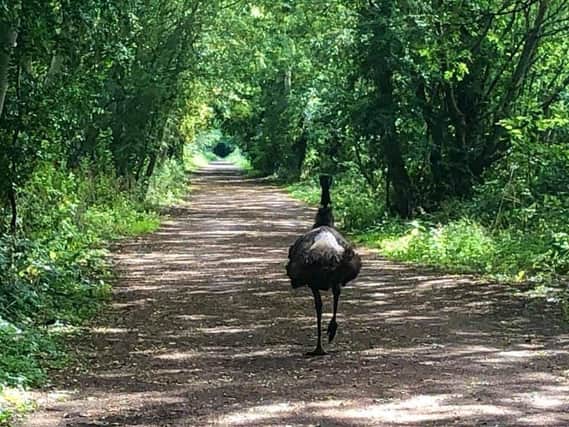 Ethel the emu has now been missing for five days
