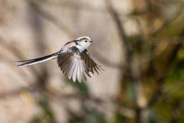 A long-tailed tit, photographed at Rivelin Valley by Billy Clapham.