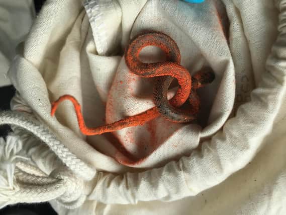 The baby snake which was found on the factory floor